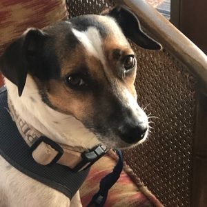 Meet your Posher, Missie